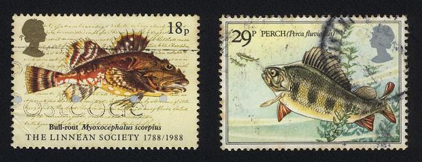 Perca flavescens