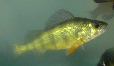 Yellow Perch